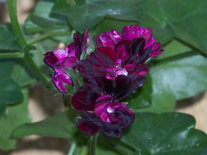100_7792 - Flori 2011