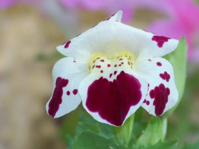 100_7861 - Flori 2011