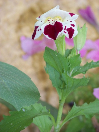 100_7862 - Flori 2011