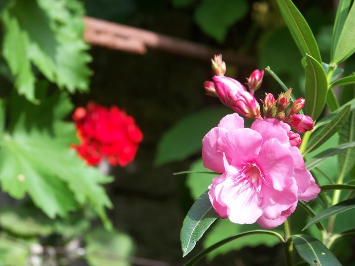 100_7872 - Flori 2011