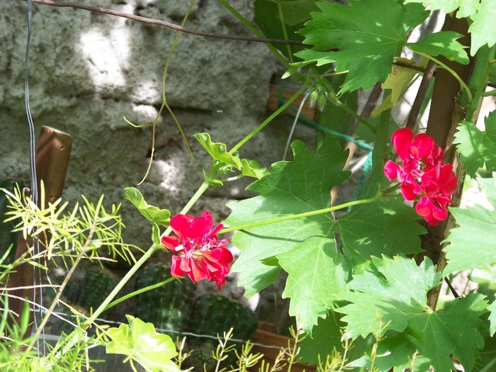 100_7873 - Flori 2011