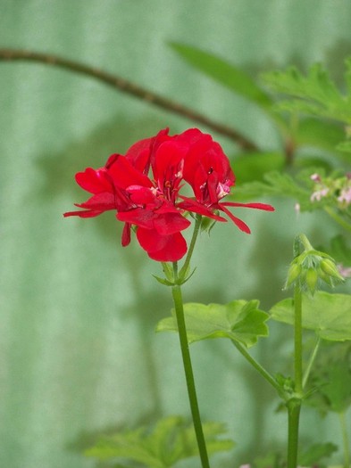 100_7879 - Flori 2011