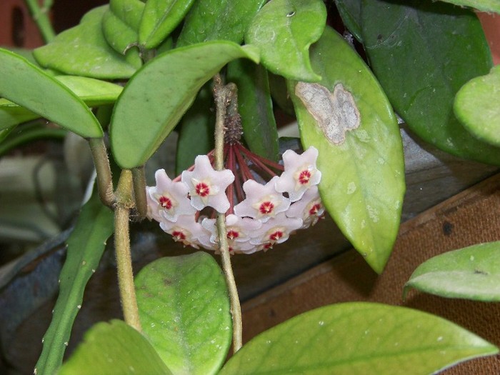 100_7880 - Flori 2011