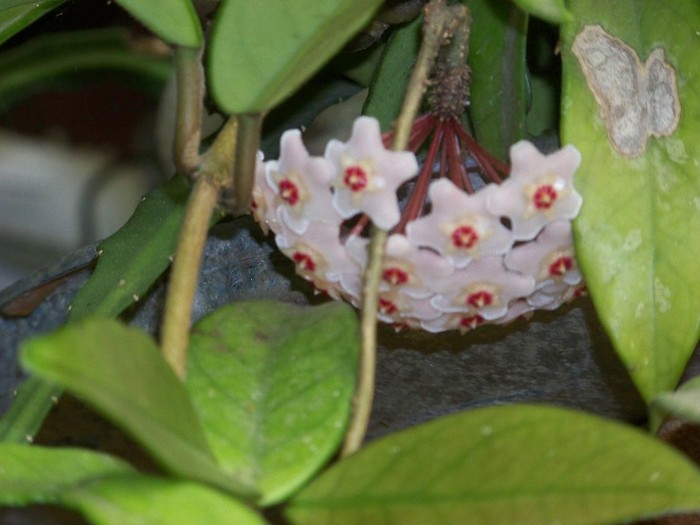 100_7881 - Flori 2011