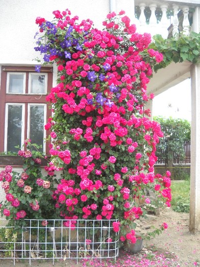 INTRARE..............................la - FLORI DIVERSE