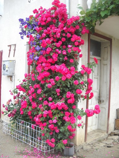 .........AUTOSERVICE - FLORI DIVERSE