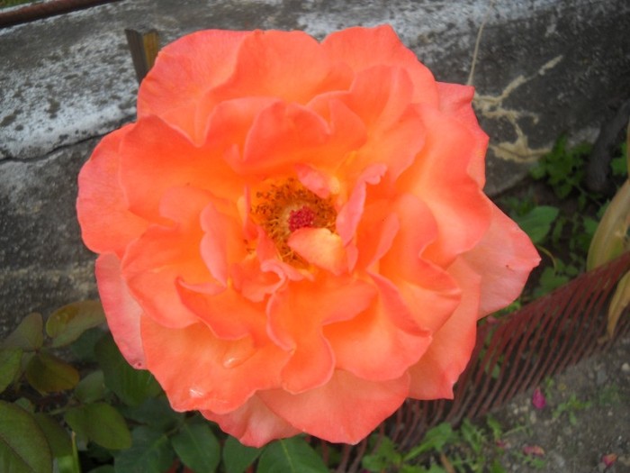 DSCN6436 - FLORI DIVERSE