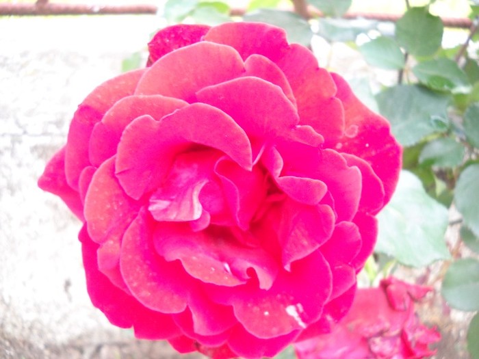 DSCN6437 - FLORI DIVERSE