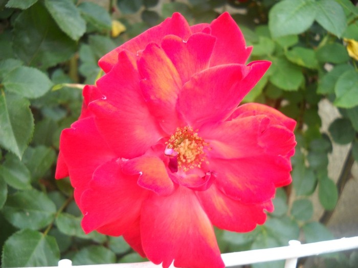 DSCN6439 - FLORI DIVERSE