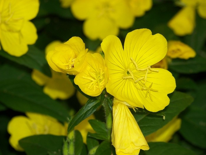 100_7275 - Iunie 2011