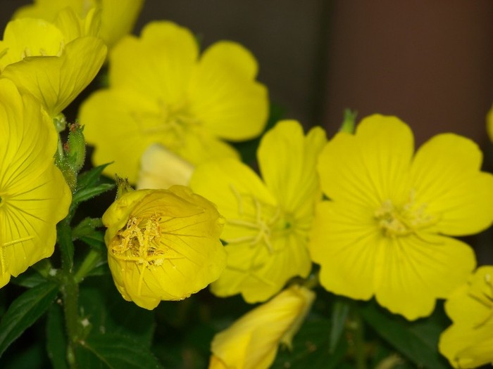 100_7276 - Iunie 2011