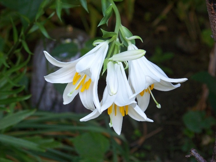 100_7294 - Iunie 2011