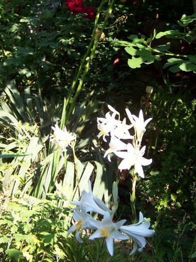 100_7298 - Iunie 2011