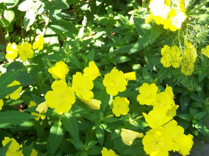 100_7302 - Iunie 2011