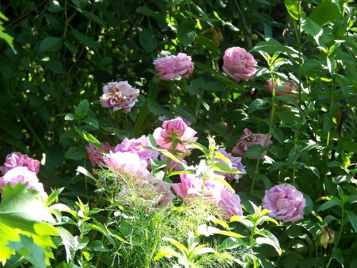 100_7315 - Iunie 2011