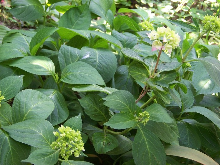 100_7352 - Iunie 2011