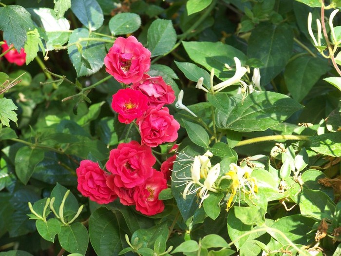 100_7441 - Iunie 2011