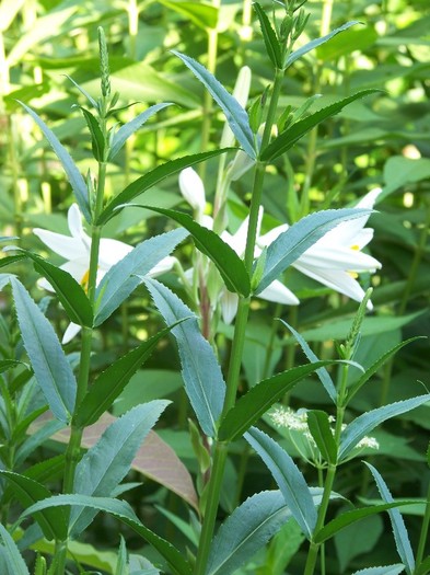 100_7482 - Iunie 2011