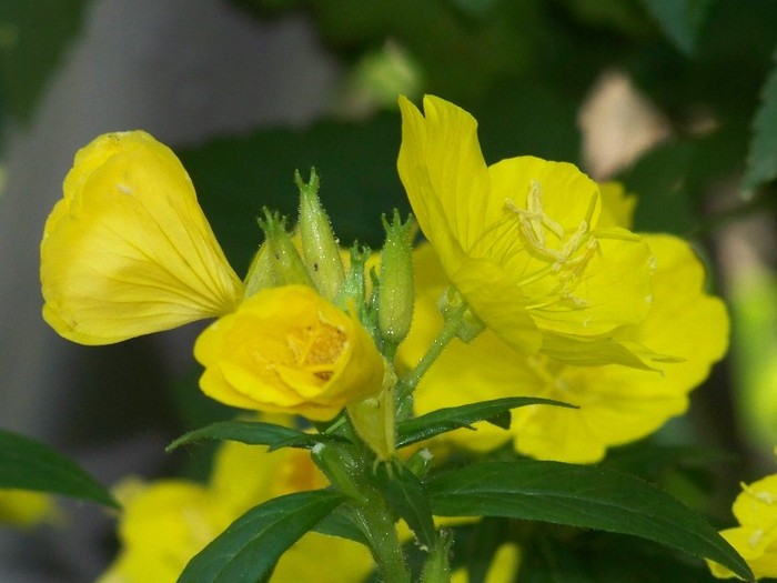 100_7493 - Iunie 2011