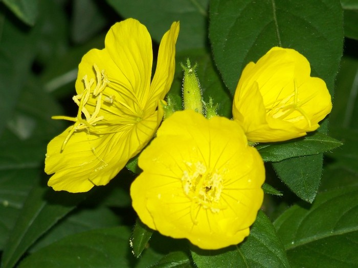 100_7494 - Iunie 2011