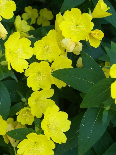 100_7496 - Iunie 2011