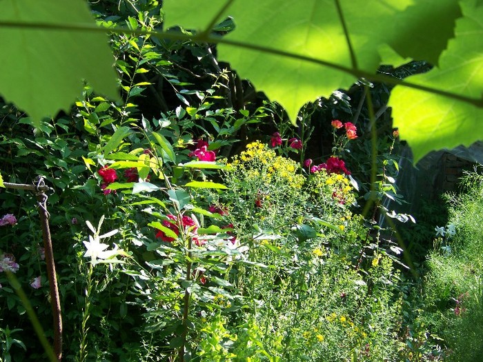 100_7505 - Iunie 2011