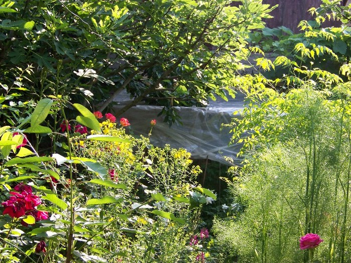 100_7513 - Iunie 2011