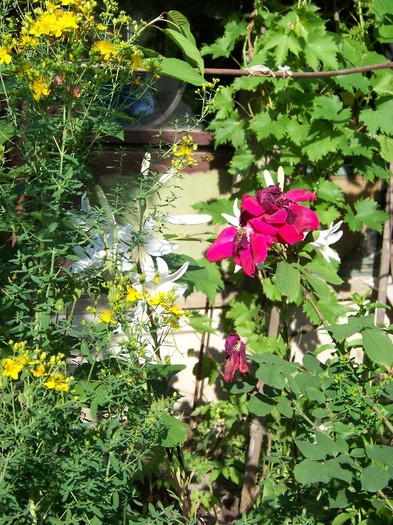 100_7514 - Iunie 2011