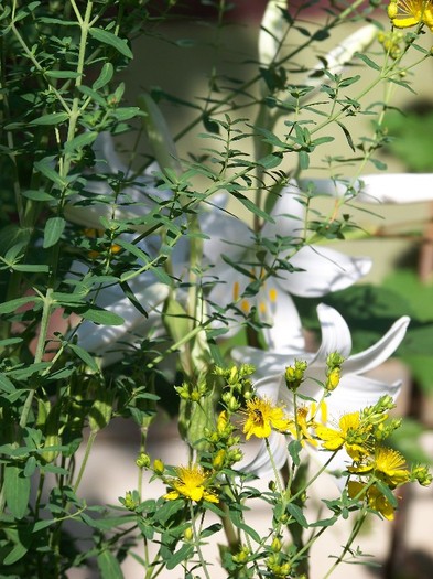 100_7515 - Iunie 2011