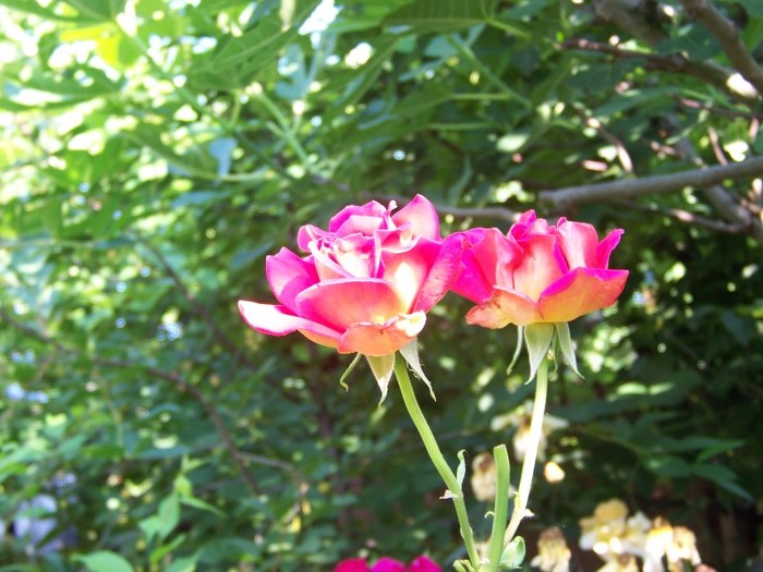 100_7520 - Iunie 2011