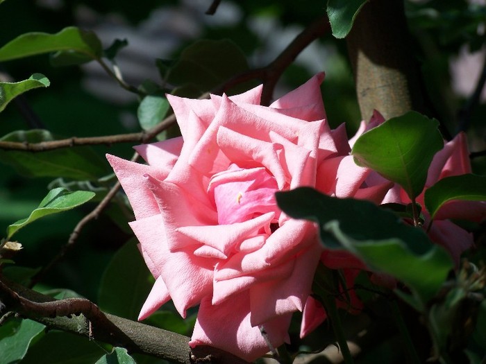 100_7522 - Iunie 2011