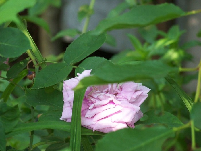 100_7524 - Iunie 2011