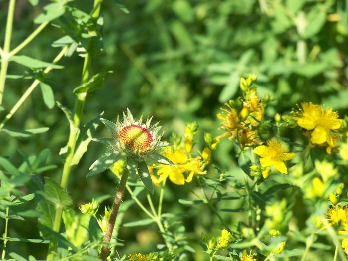 100_7526 - Iunie 2011