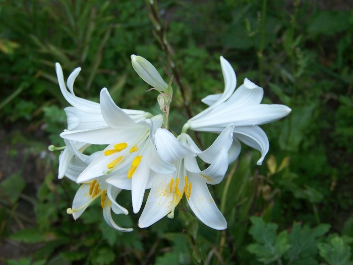 100_7532 - Iunie 2011