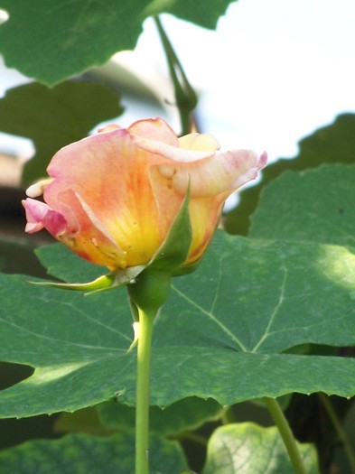 100_7535 - Iunie 2011