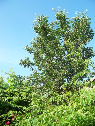 100_7537 - Iunie 2011