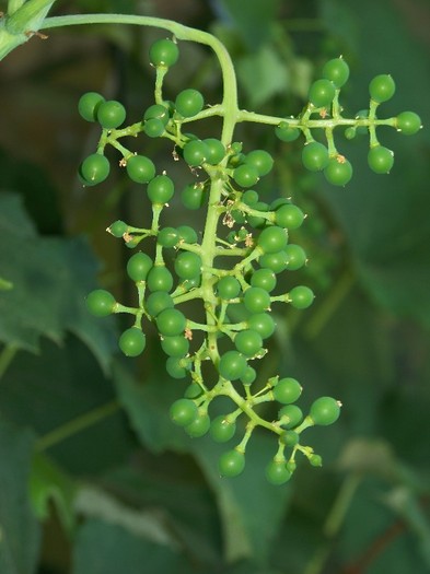 100_7553 - Iunie 2011