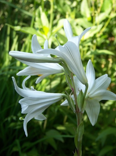 100_7558 - Iunie 2011