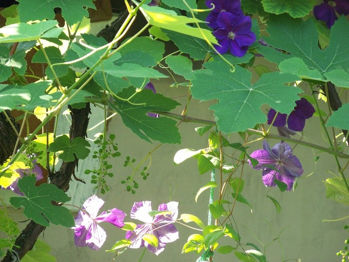 100_7560 - Iunie 2011