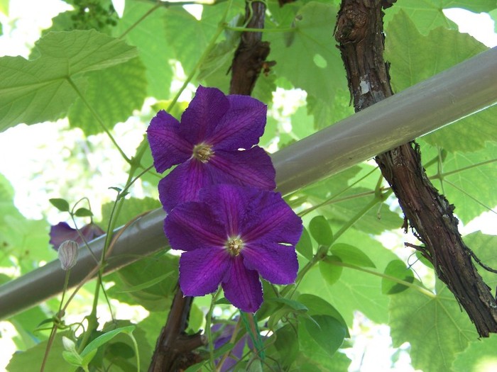 100_7562 - Iunie 2011