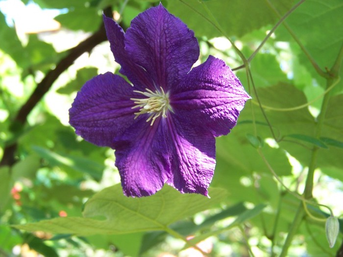 100_7563 - Iunie 2011