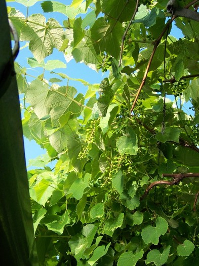 100_7564 - Iunie 2011