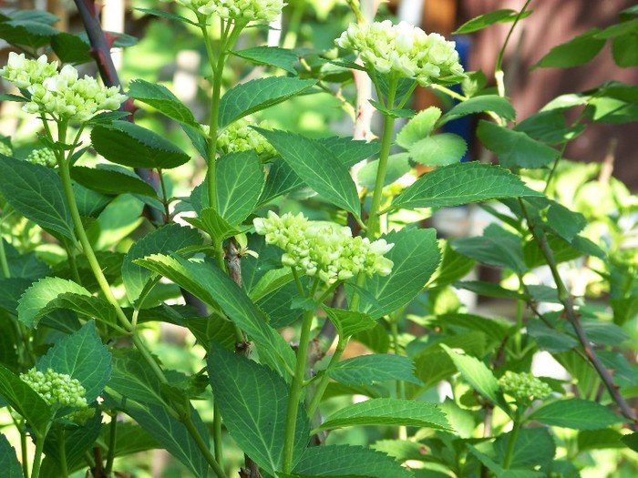 100_7565 - Iunie 2011