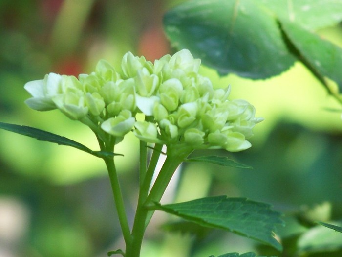 100_7566 - Iunie 2011