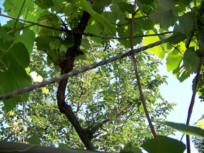 100_7569 - Iunie 2011