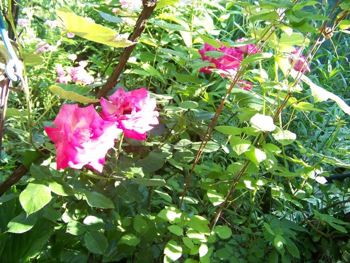 100_7570 - Iunie 2011