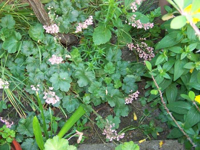 100_7573 - Iunie 2011