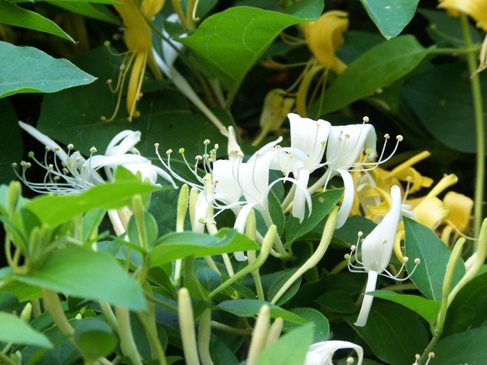 100_7582 - Iunie 2011