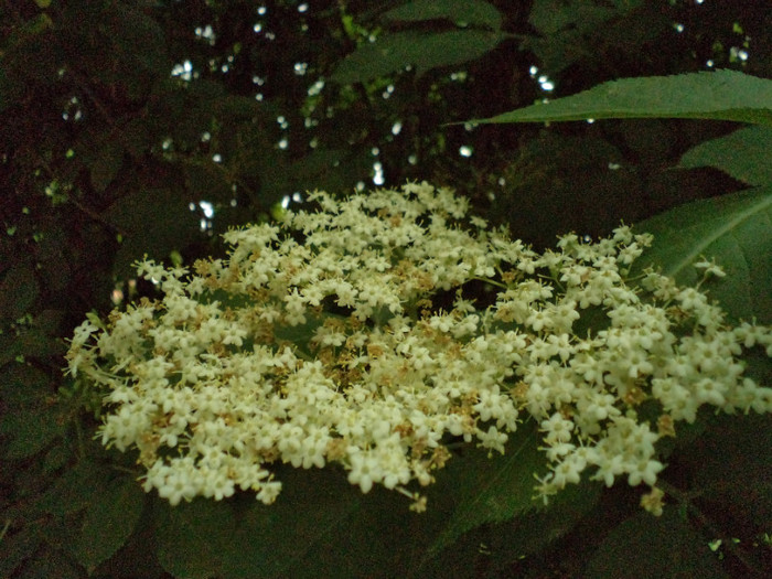DSC00300