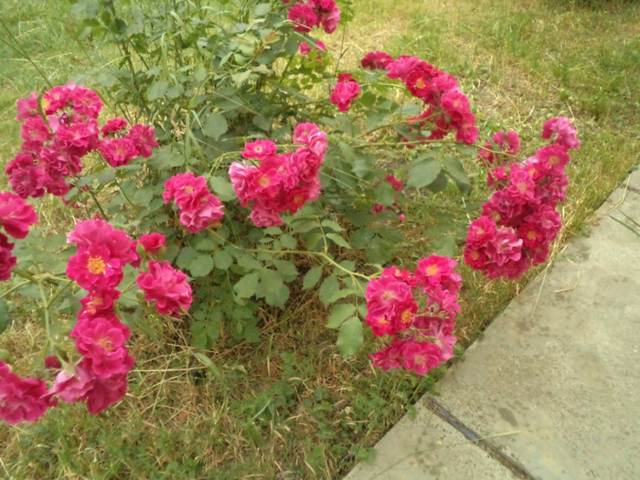 DSC00302